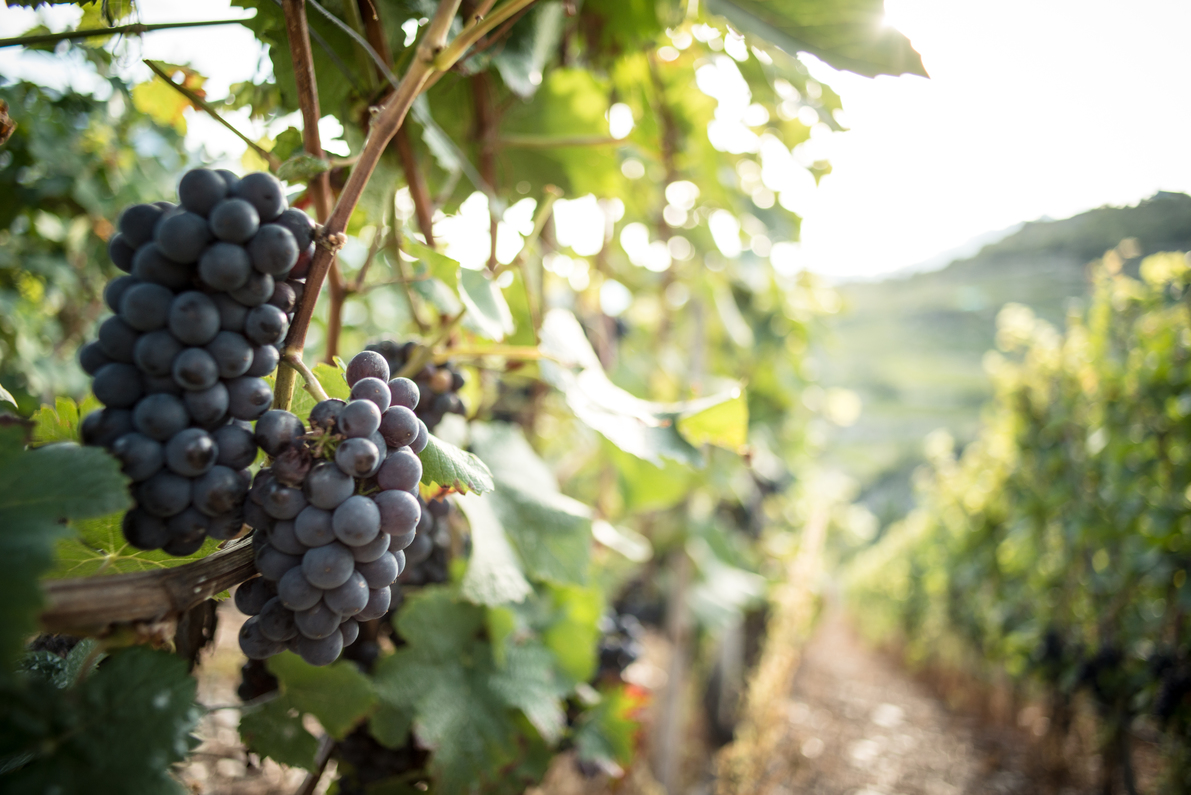 Weinwanderungen im Wallis